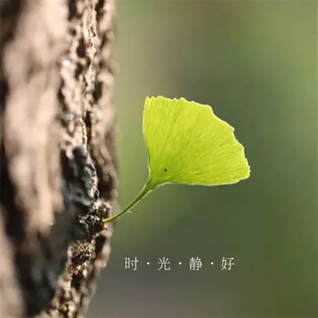 丹塔