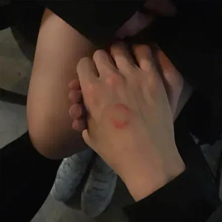 画蛾