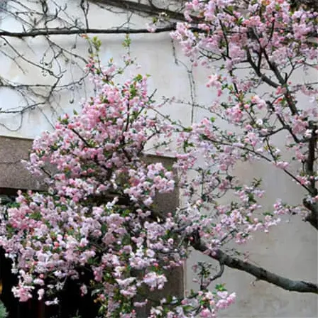殘陽