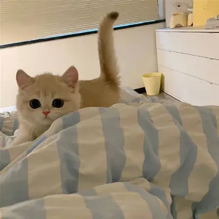 网名
