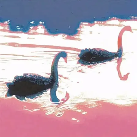 黑玫瑰