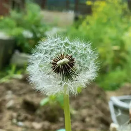 霸王