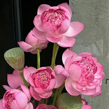菜菜