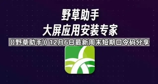 野草助手12月6日最新周末短期口令码分享完整教程