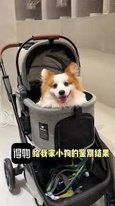 得物宠物鉴别方法与步骤