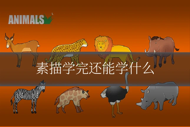 素描学完还能学什么